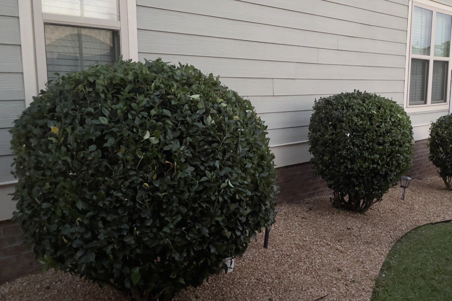 An overgrown shrub bed after trimming: clean, rounded boxwoods in a fresh gravel bed