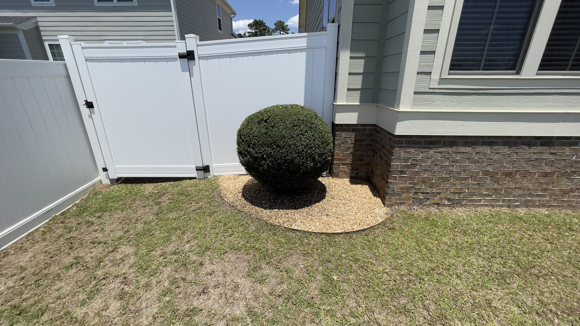 A trimmed boxwood in a fresh gravel bed with crisp edging